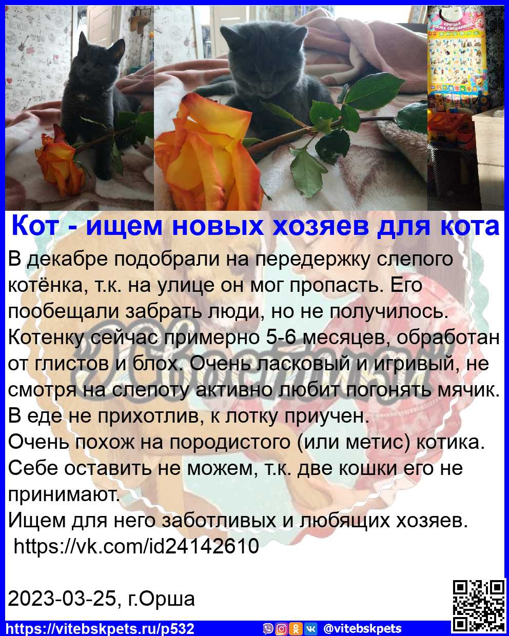 Найдена кошка в Витебске — В декабре подобрали на передержку слепого котёнка, т.к. на улице он мог пропасть. Его пообещали…