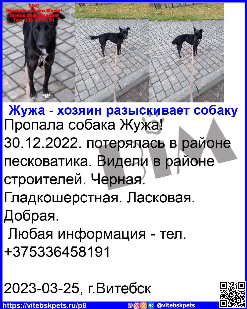 Найдена собака в Витебске — фото объявления
