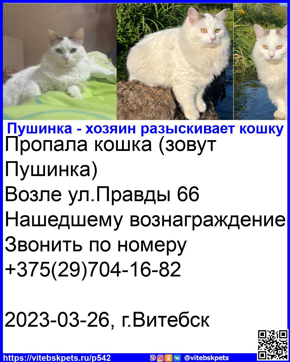 Пропала кошка в Витебске — фото объявления