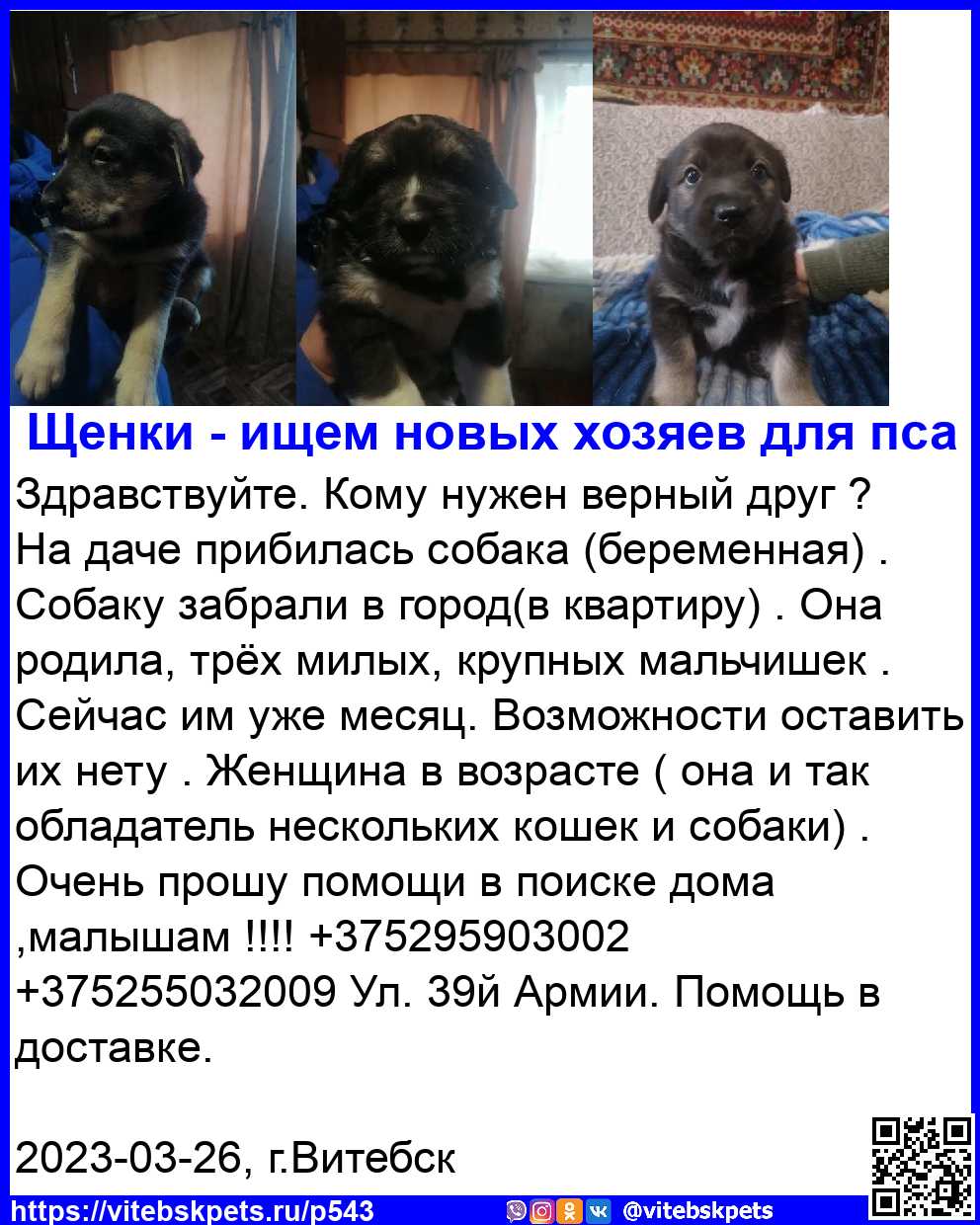 Найдена собака в Витебске — Здравствуйте. Кому нужен верный друг ?
