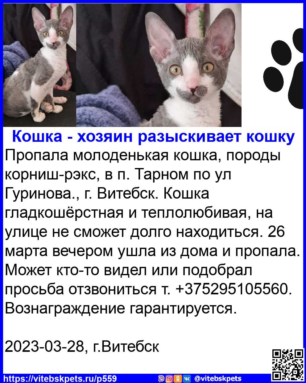Найдена кошка в Витебске — фото объявления