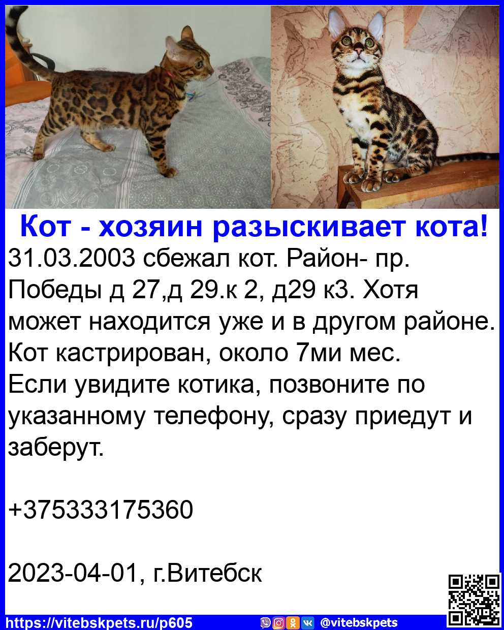 Пропала кошка в Витебске — сбежал кот. Район- пр. Победы д 27,д 29.к 2, д29 к3. Хотя может находится уже и в другом районе.