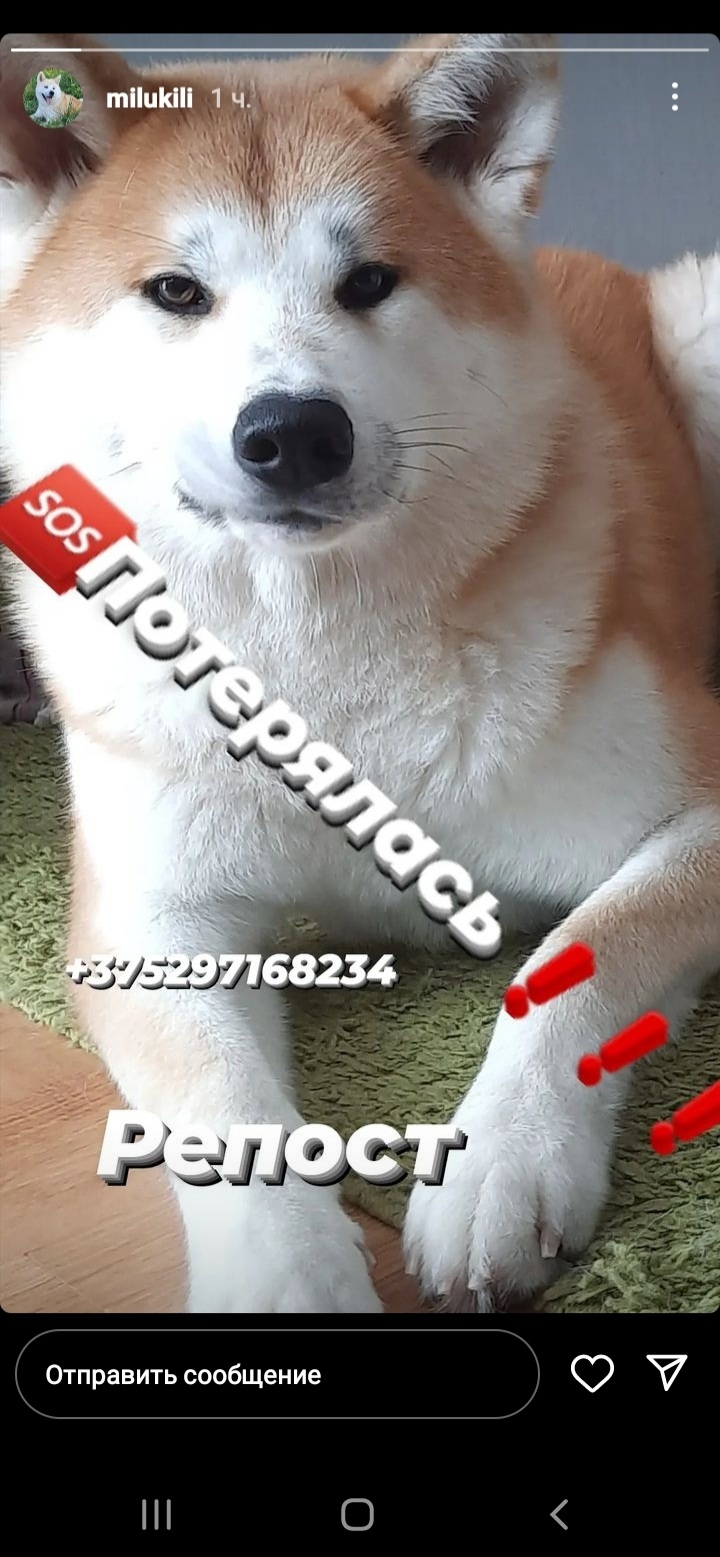 Пропала собака в Витебске — Внимание!🥺🥺🥺