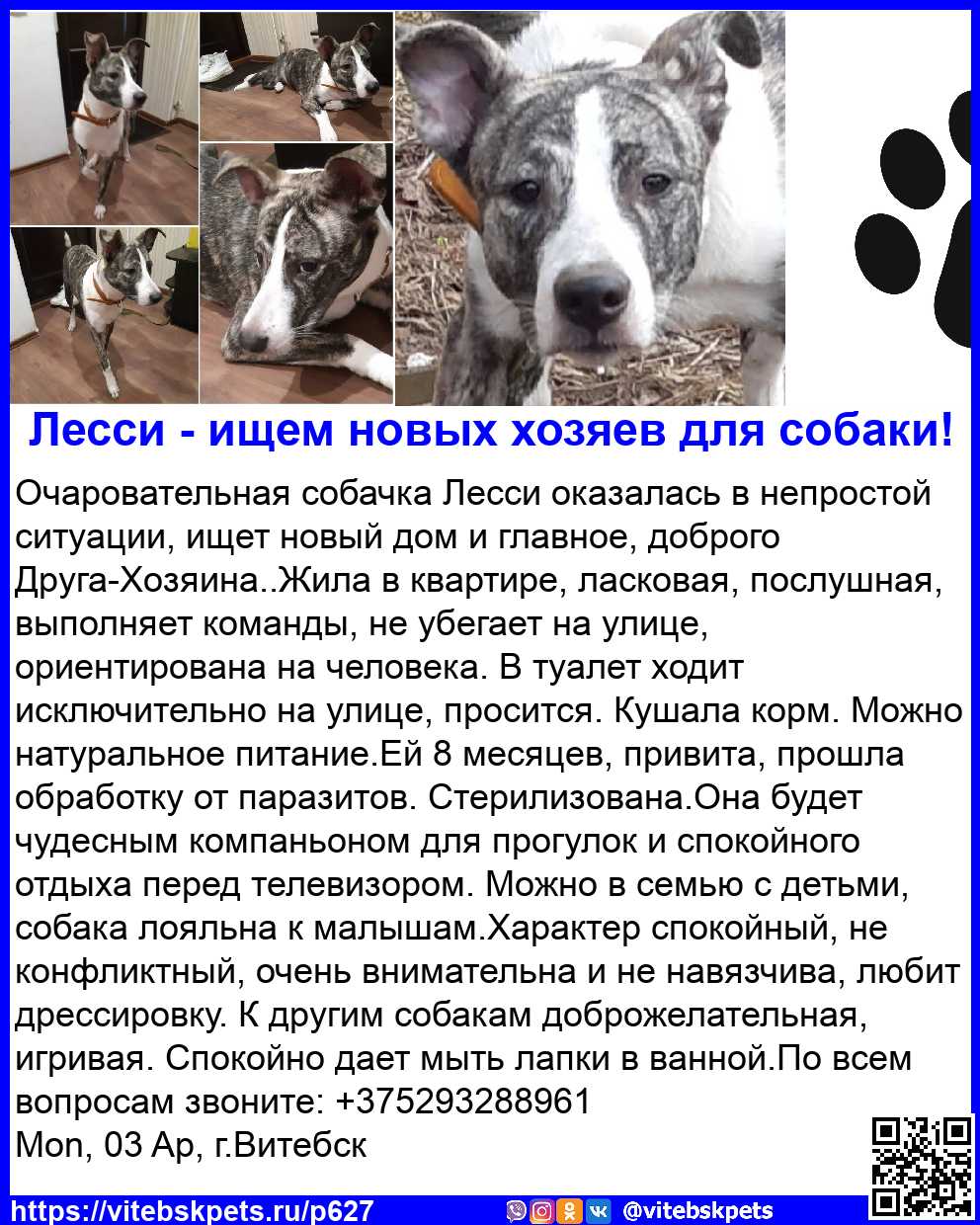 Найдена собака в Витебске — Очаровательная собачка Лесси оказалась в непростой ситуации, ищет новый дом и главное, доброго…