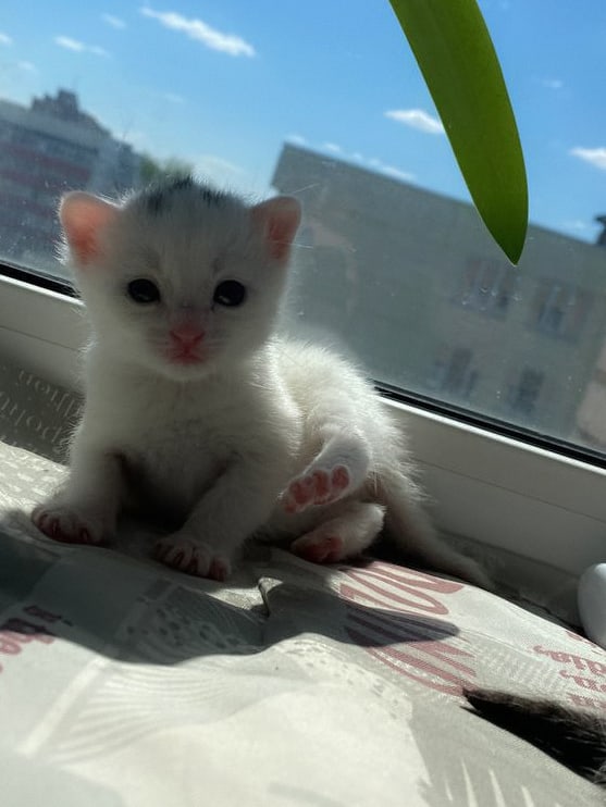 Найдена кошка в Витебске — Котята ищут дом или передержку до пристройства. Найдены новорожденными, выращены без мамы-кошки…