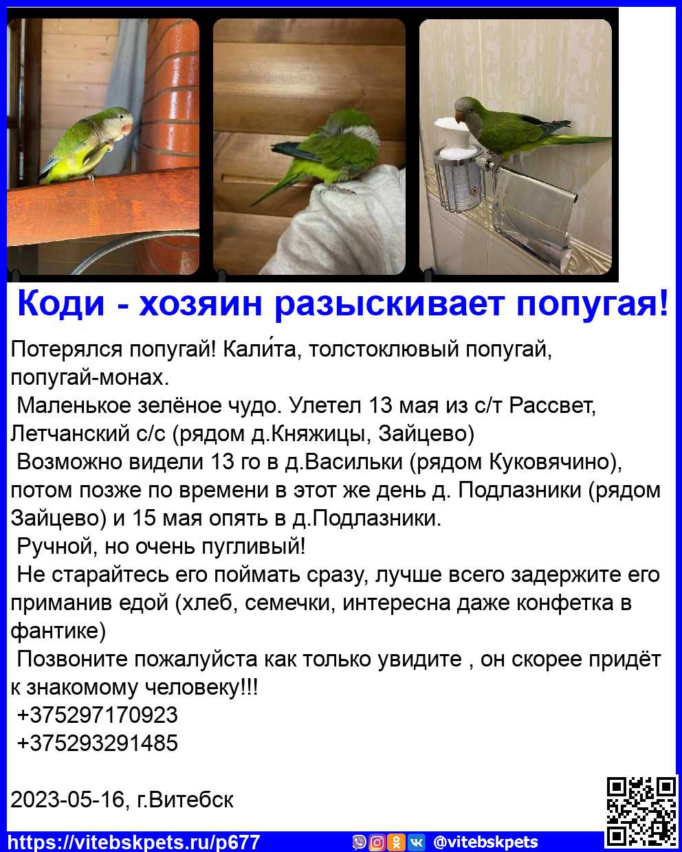 Объявление о питомце в Витебске — фото объявления