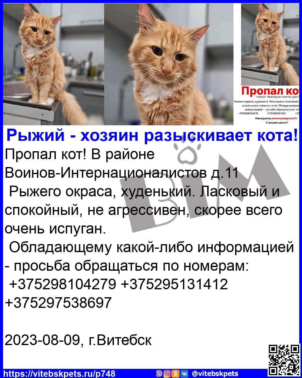 Пропала кошка в Витебске — фото объявления