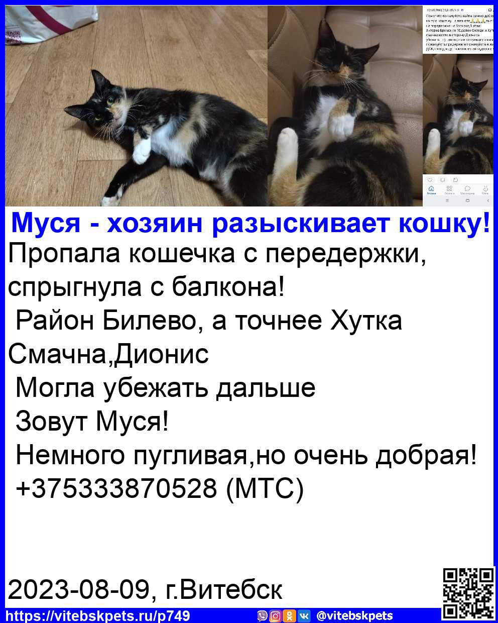 Пропала кошка в Витебске — фото объявления