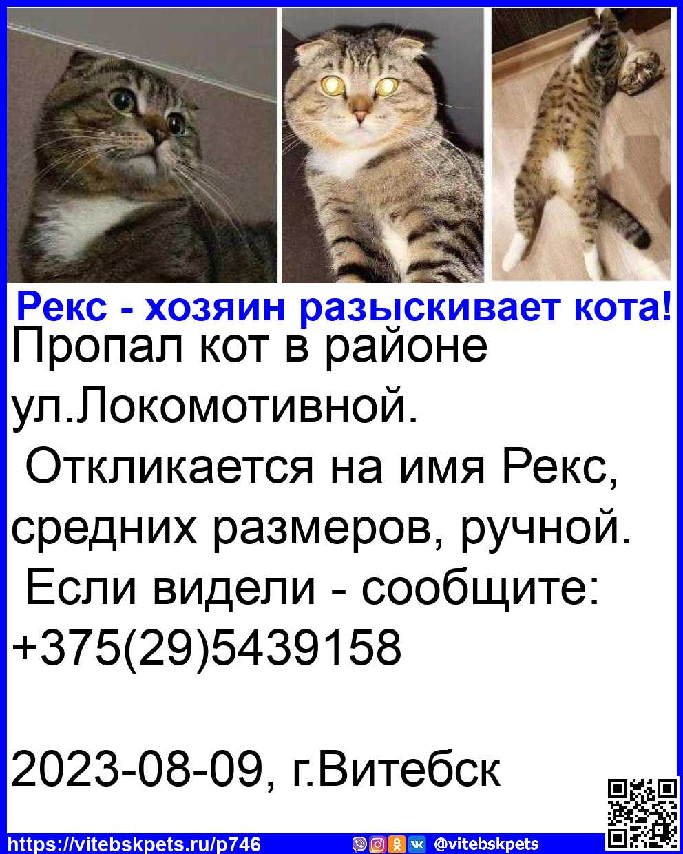 Найдена кошка в Витебске — фото объявления