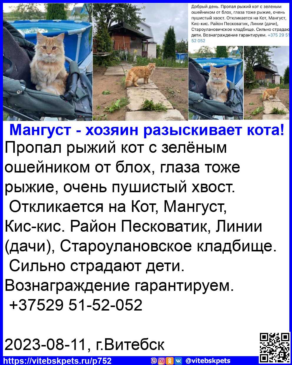 Пропала кошка в Витебске — фото объявления