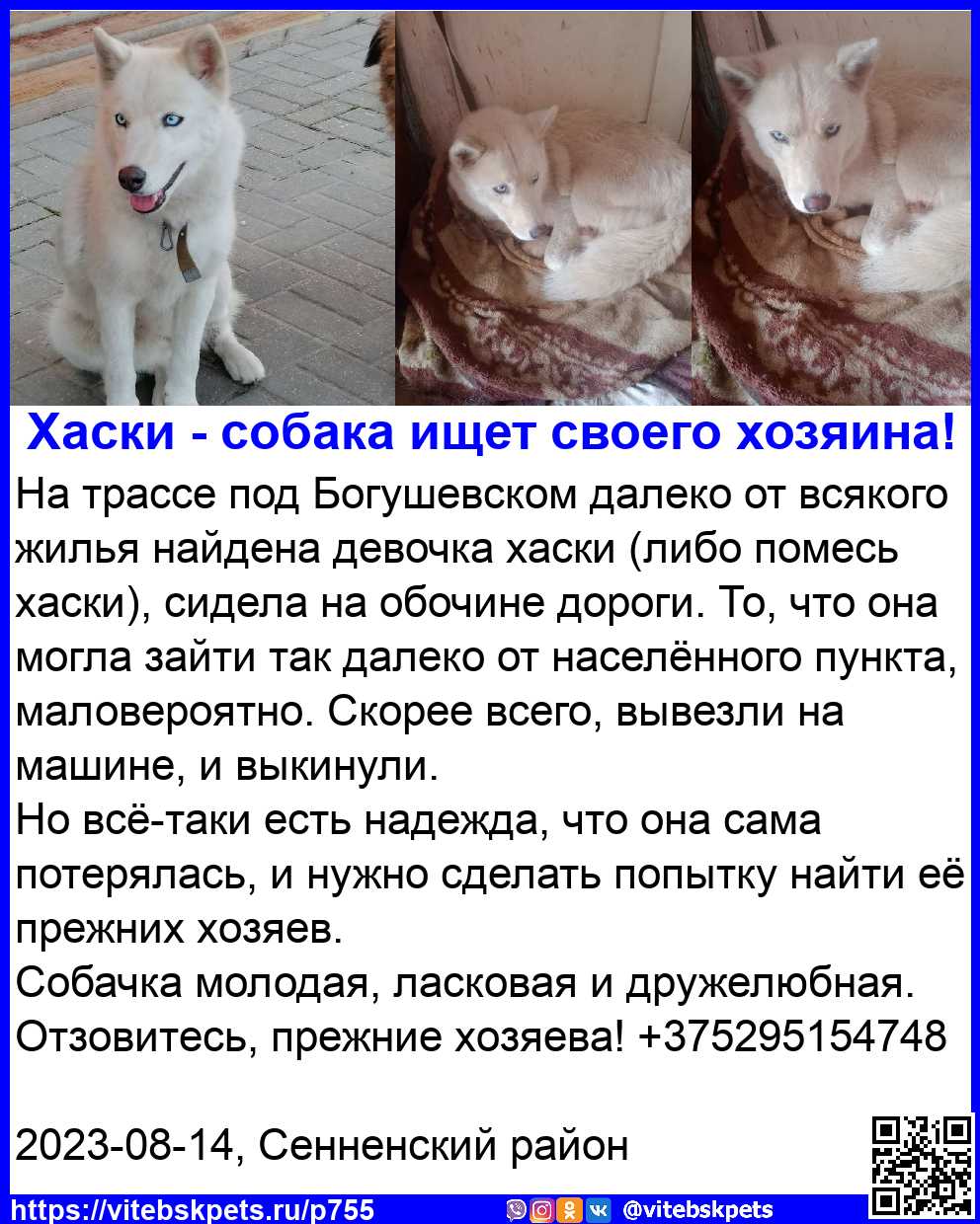 Найдена собака в Витебске — На трассе под Богушевском далеко от всякого жилья найдена девочка хаски (либо помесь хаски), сидела…