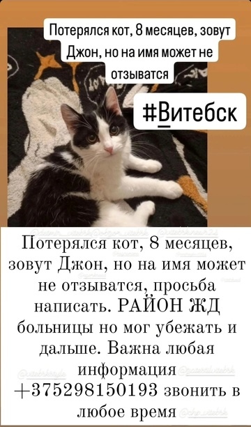 Пропала кошка в Витебске — фото объявления