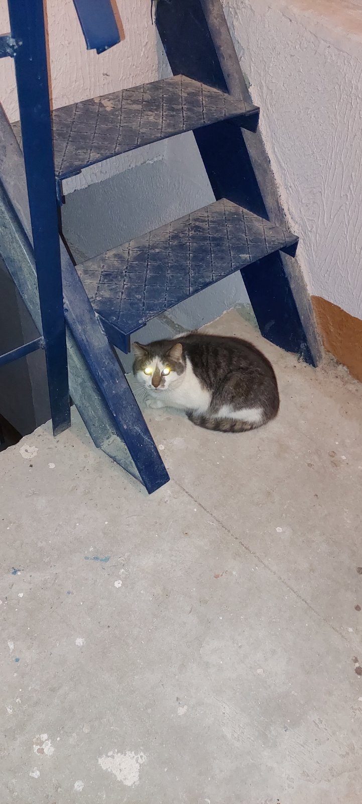 Найдена кошка в Витебске — ПОМОГИТЕ СПАСТИ КОТИКА ОТ МОРОЗА! 💔