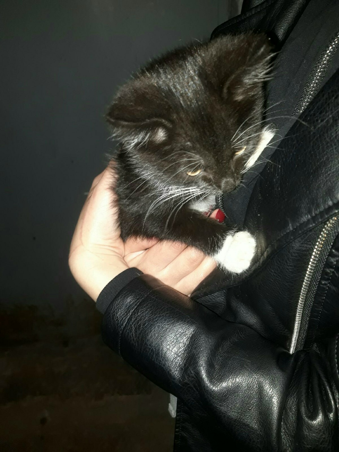 Найдена кошка в Могилёве — В районе Ямницком нашли котёнка. Малыша сняли с дерева и накормили, но к сожалению забрать к себе…