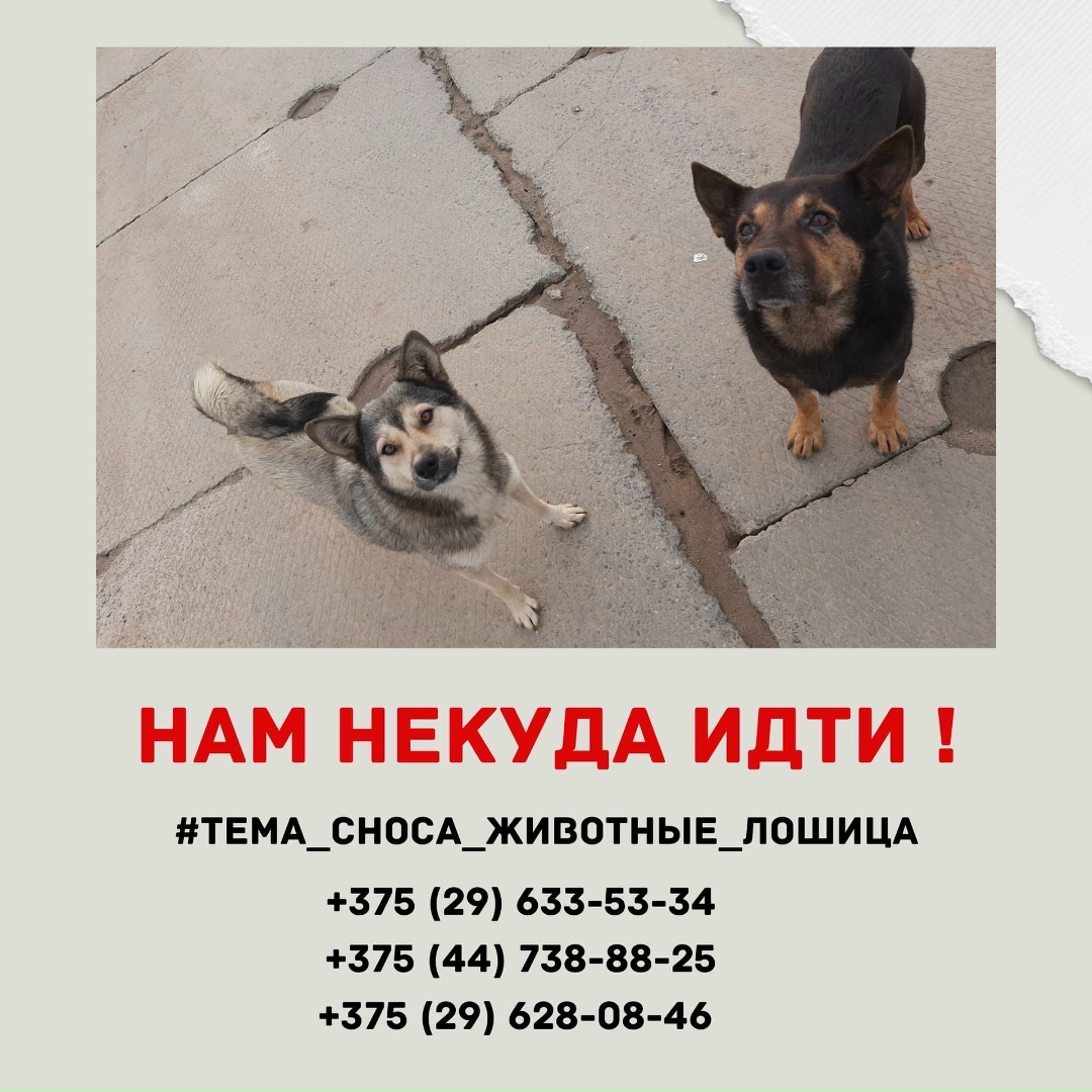 Найдена собака в Могилёве — Беларусь, Минск и другие города
