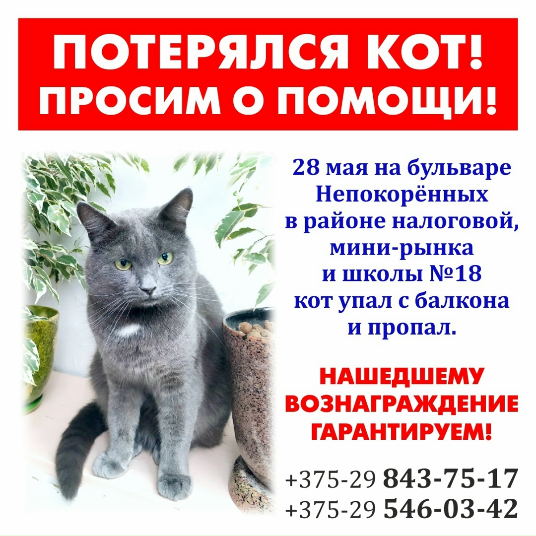 Пропала кошка в Могилёве — ВНИМАНИЕ‼ПОТЕРЯЛСЯ КОТ‼ПРОСИМ ПОМОЩИ‼