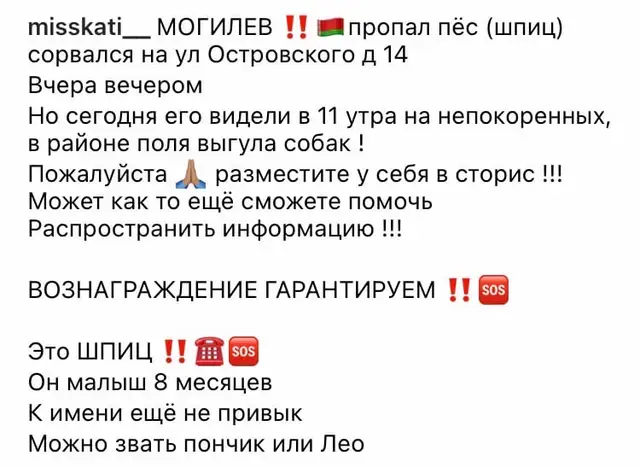 Пропала собака в Могилёве — МОГИЛЁВ ‼️‼️‼️ ПРОПАЛ ШПИЦ ТОЛЬКО ЧТО, сорвался с поводка и убежал (В РАЙОНЕ ОСТРОВСКОГО 14 и…