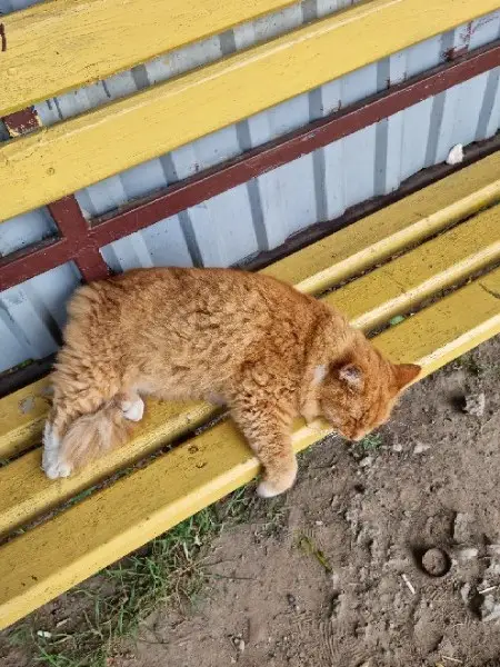 Пропала кошка в Могилёве — Рыжий кот. Остановка ул. Павлова. Ухоженный, ласковый, сам пришёл на руки ластиться и чтобы гладили…