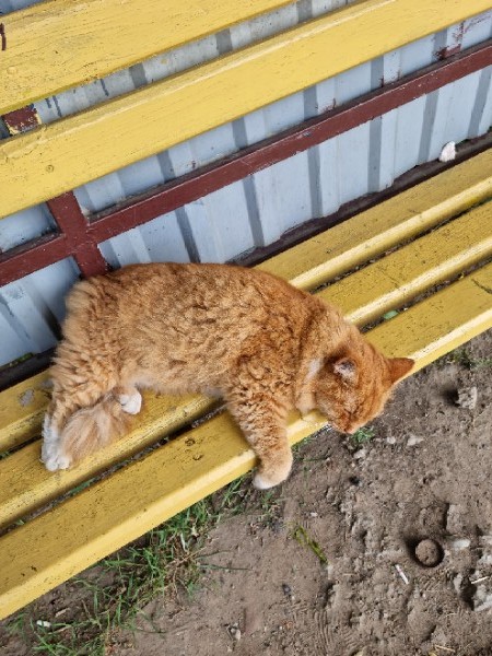 Пропала кошка в Могилёве — Рыжий кот. Остановка ул. Павлова. Ухоженный, ласковый, сам пришёл на руки ластиться и чтобы гладили…
