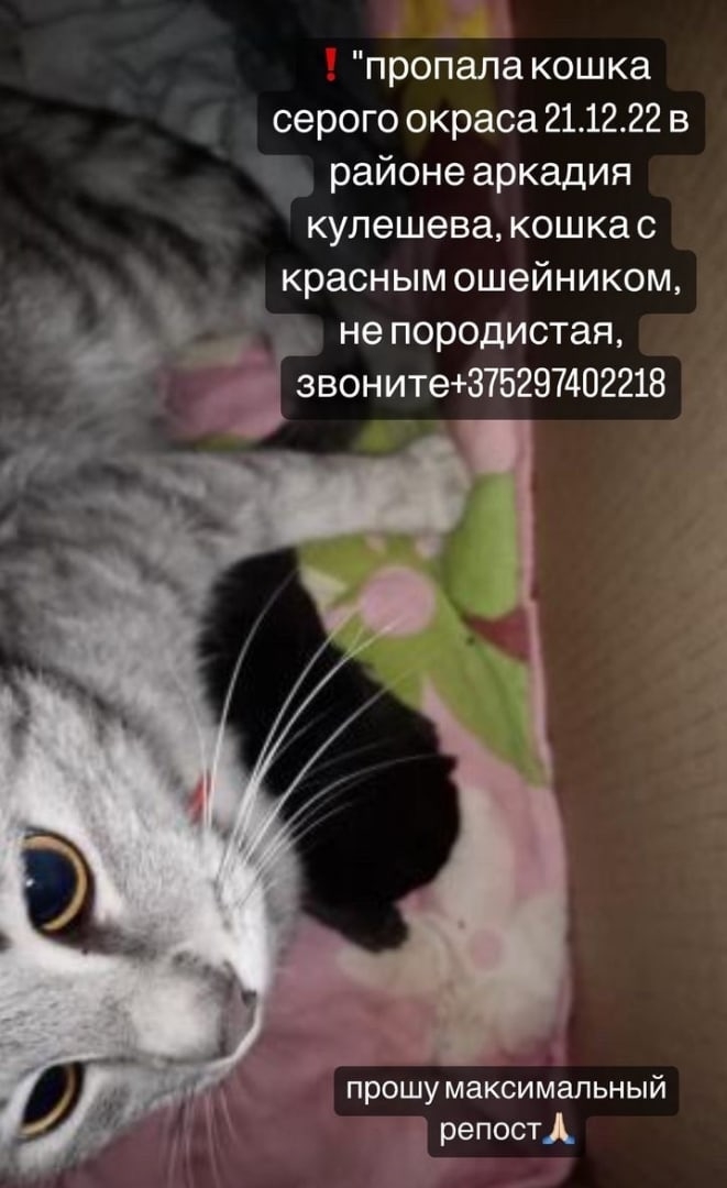Найдена кошка в Могилёве — фото объявления