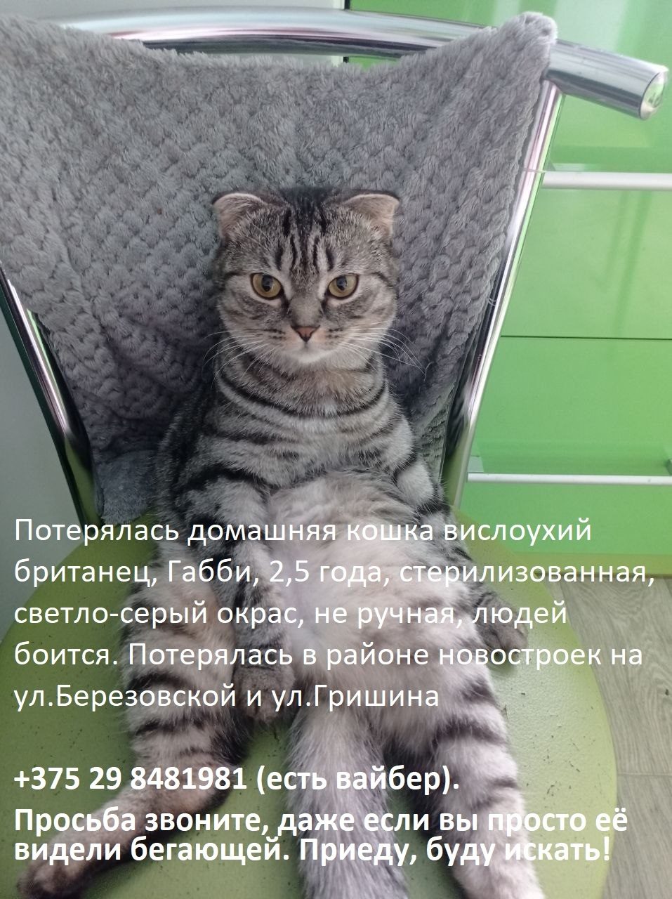 Найдена кошка в Могилёве — фото объявления