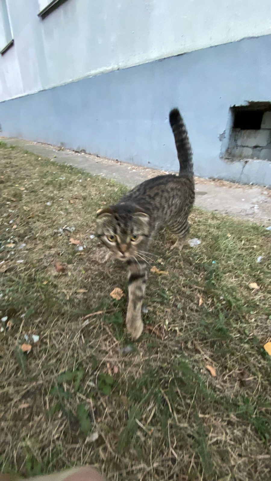 Найдена кошка в Могилёве — Замечен вислоухий кот. Потеряшка скорее всего, очень ласковый.