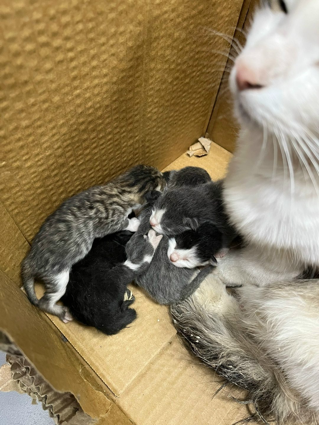 Найдена кошка в Могилёве — Котята 4 штуки, кошечка прибилась к магазину, тут и родила, котятам буквально день