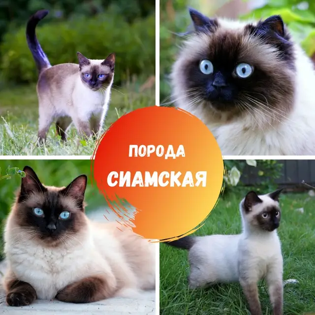 Найдена кошка в Столбцах — СИАМСКИЕ КОШКИ СОРВАЛИ ЗАГОВОР !?