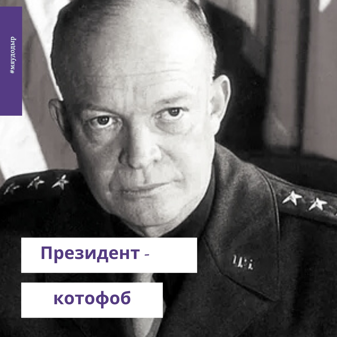 Найдена кошка в Столбцах — Страсти по котэ 💥