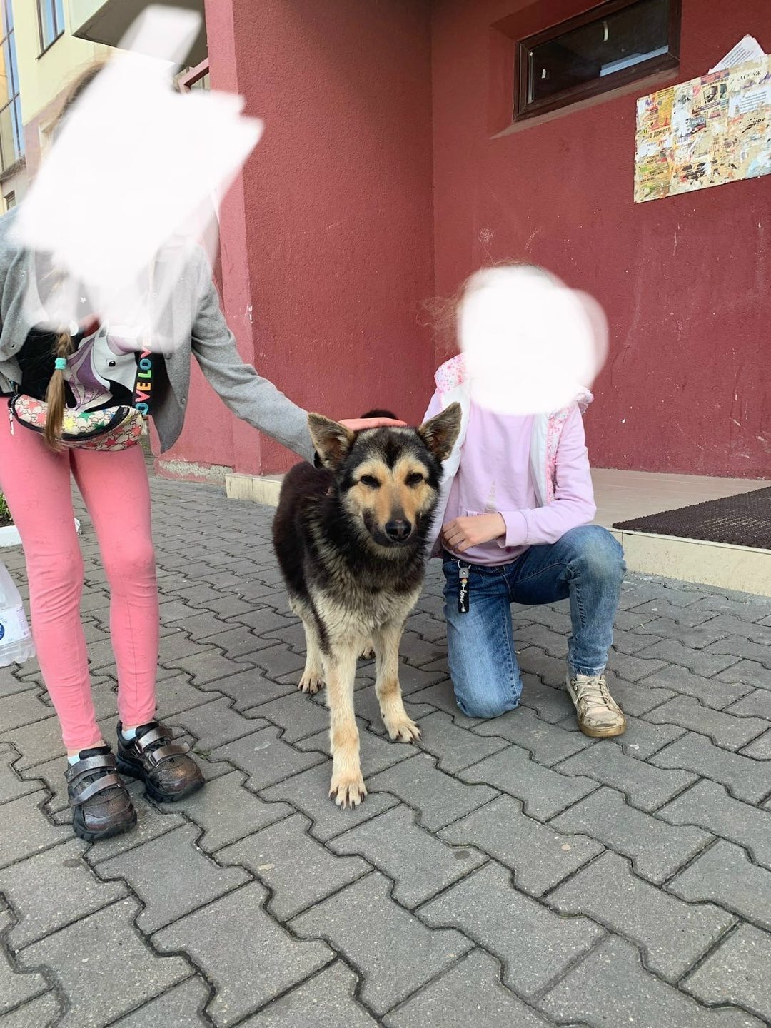 Найдена собака в Бресте — Бегает молодая собака в районе Грошыка, ул. Московская