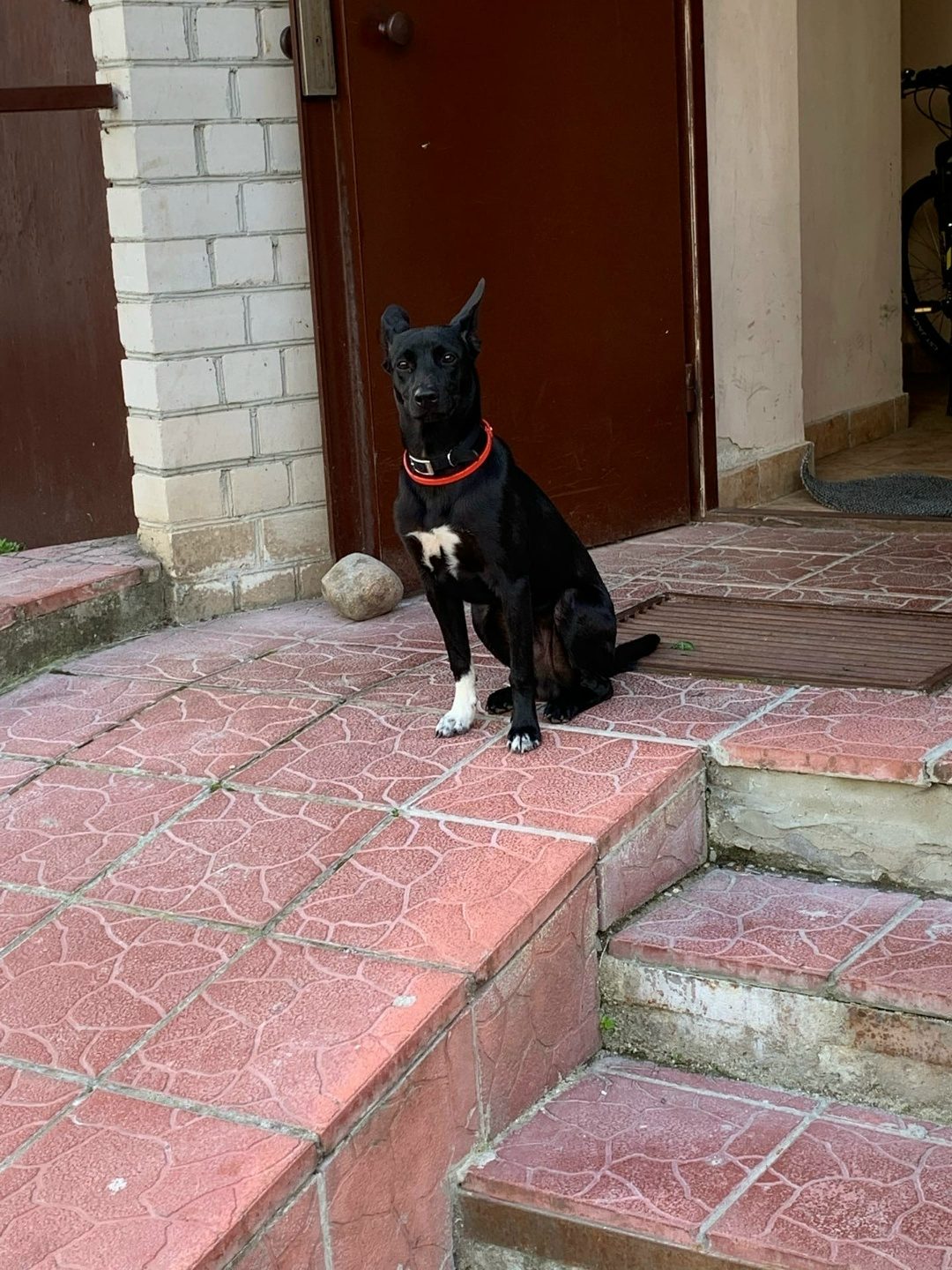 Найдена собака в Бресте — Здравствуйте в районе востока бегает собачка , может кто потерял?