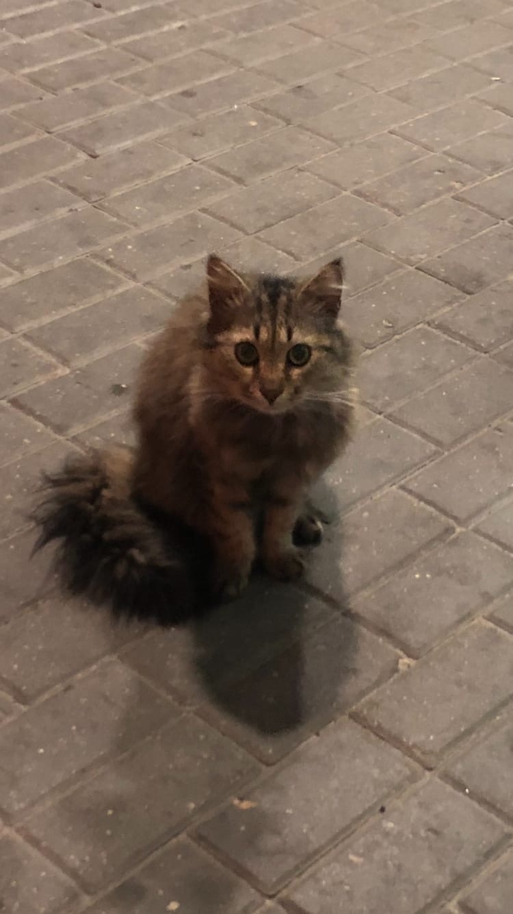 Найдена кошка в Бресте — фото объявления