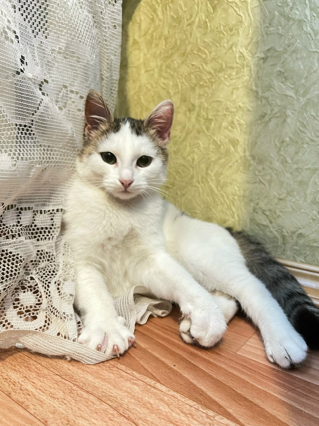 Найдена кошка в Горках — Москва и МО Щелково‼️ Котенок мальчик в добрые руки. Найден на улице☹️ Невероятно ласковый, очень…