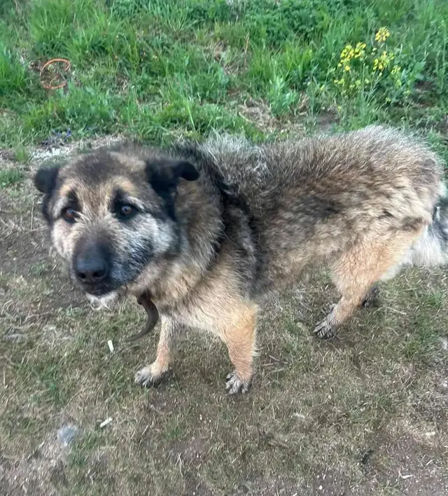 Пропала собака в Минске — https://lost-pet.net/ticket/227446/