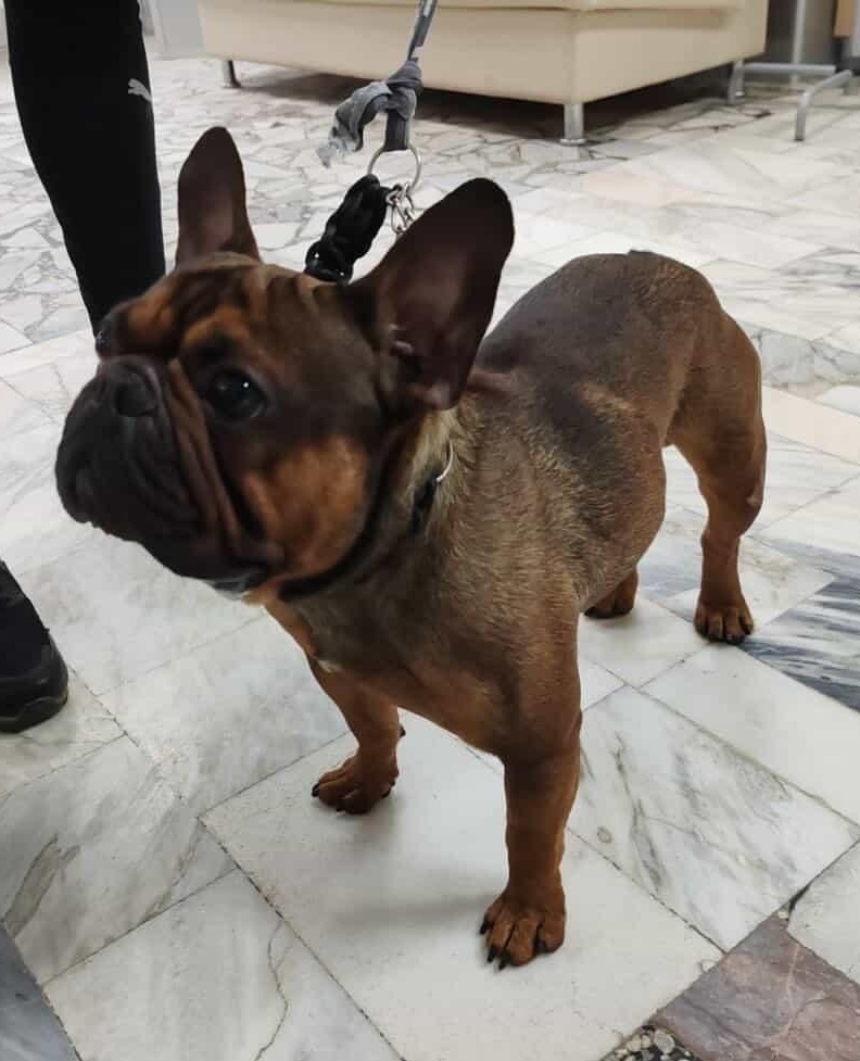 Найдена собака в Минске — https://lost-pet.net/ticket/227454/