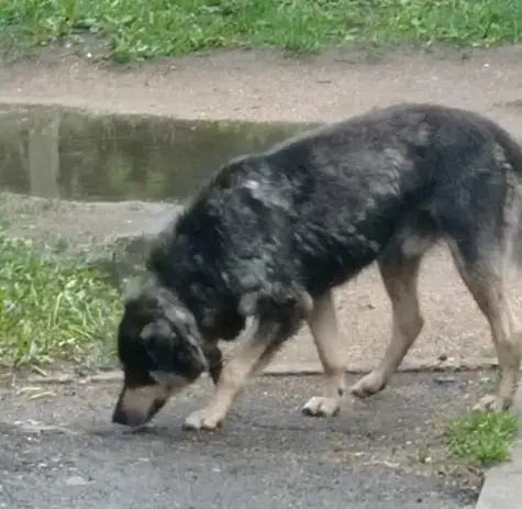 Пропала собака в Минске — https://lost-pet.net/ticket/227491/