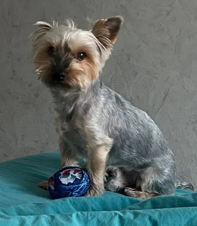 Пропала собака в Минске — https://lost-pet.net/ticket/227506/