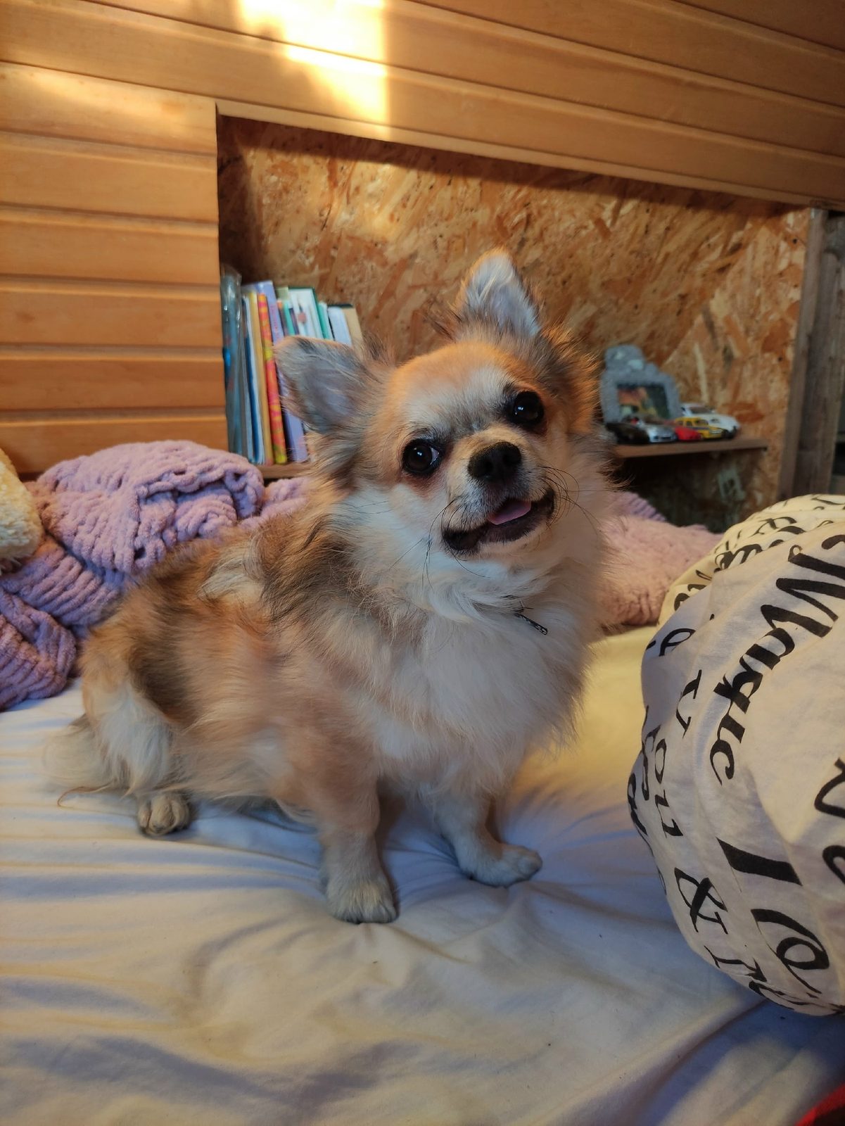 Пропала собака в Минске — https://lost-pet.net/ticket/227582/