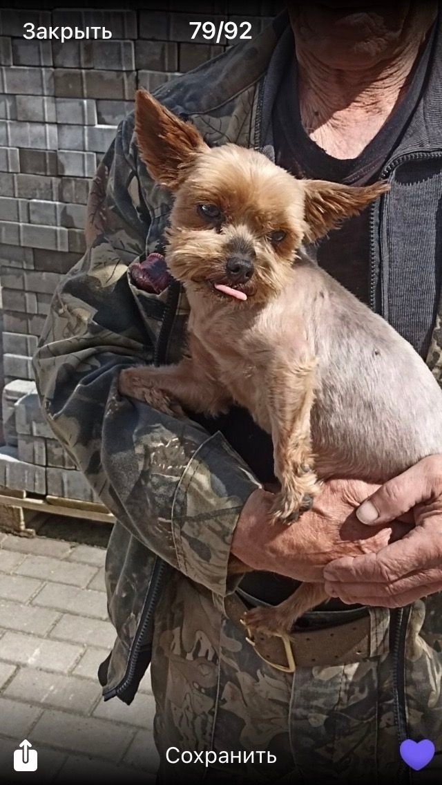 Пропала собака в Минске — https://lost-pet.net/ticket/227594/