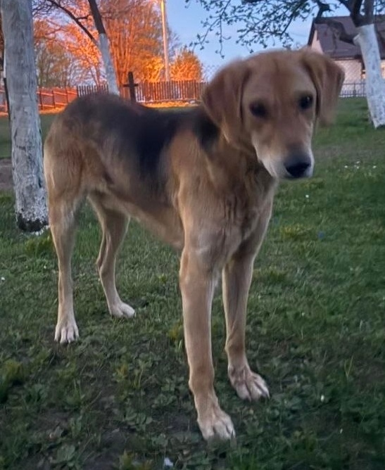 Найдена собака в Минске — https://lost-pet.net/ticket/227639/