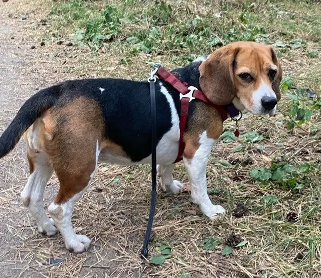 Пропала собака в Минске — https://lost-pet.net/ticket/227654/
