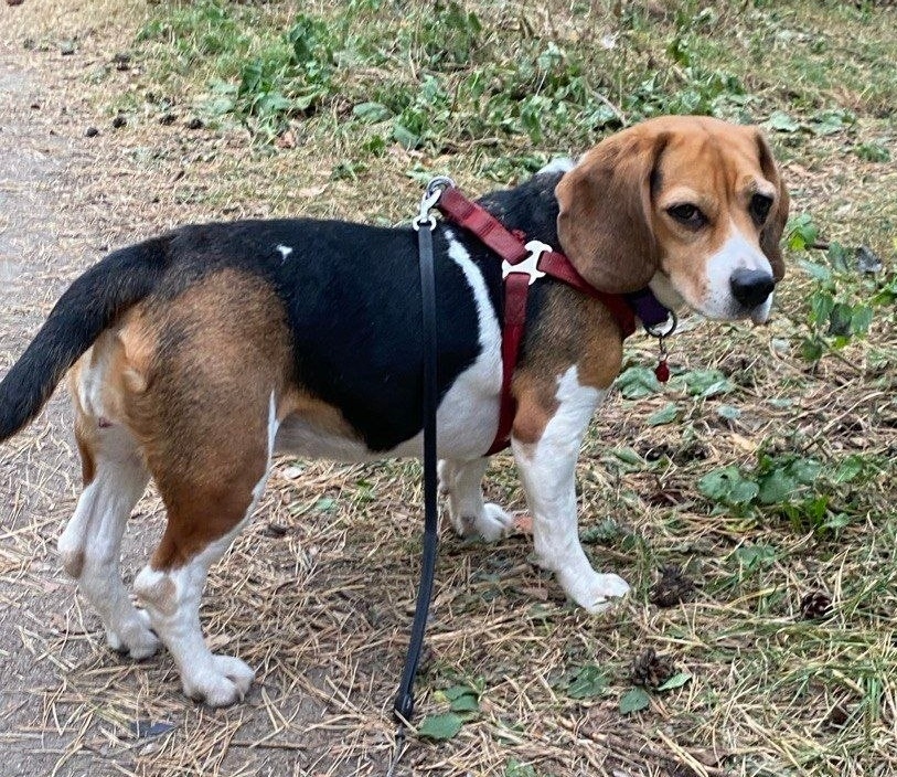 Пропала собака в Минске — https://lost-pet.net/ticket/227654/