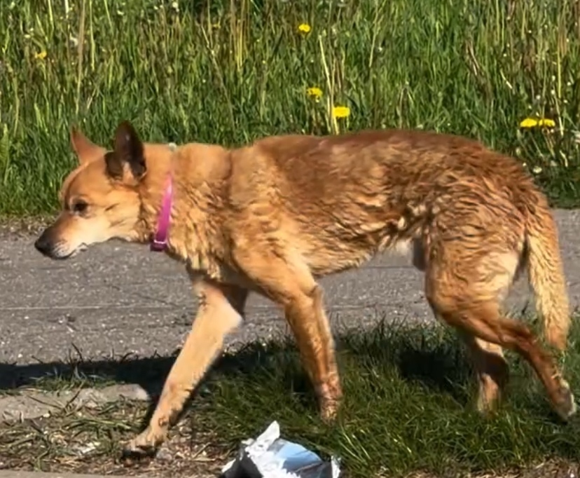 Найдена собака в Минске — https://lost-pet.net/ticket/227711/