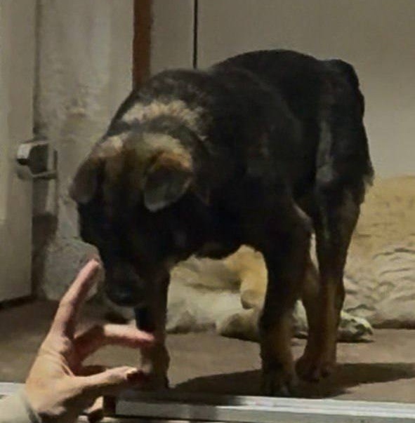 Пропала собака в Минске — https://lost-pet.net/ticket/227763/