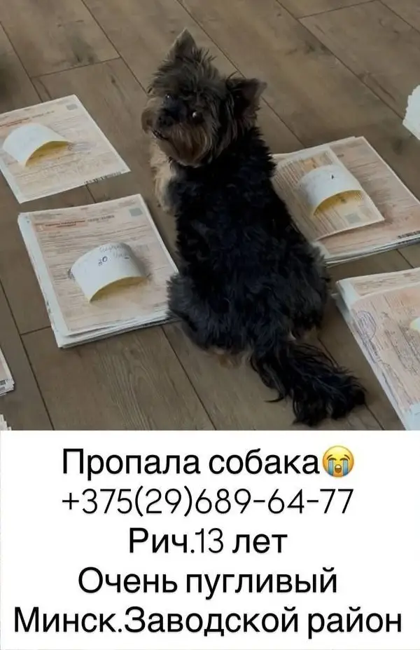 Пропала собака в Минске — https://lost-pet.net/ticket/227767/