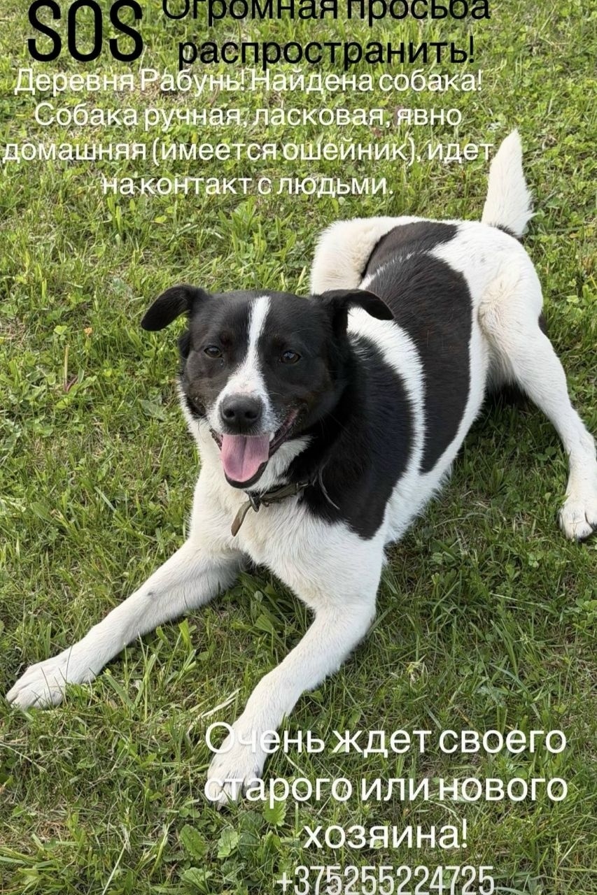 Найдена собака в Минске — https://lost-pet.net/ticket/227786/