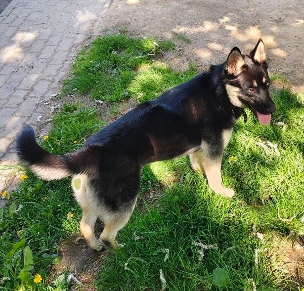 Найдена собака в Минске — https://lost-pet.net/ticket/227790/