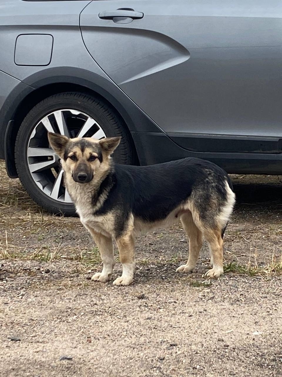 Пропала собака в Минске — https://lost-pet.net/ticket/227830/