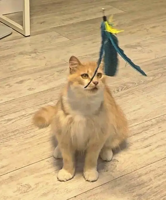 Пропала кошка в Минске — https://lost-pet.net/ticket/227881/
