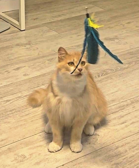 Пропала кошка в Минске — https://lost-pet.net/ticket/227881/